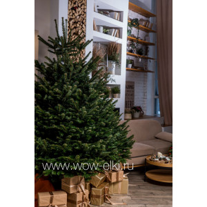Датская елка срезанная. Пихта Нордмана (Abies Normandianna) 1,75 м — 2,00 м Датская елка срезанная. Пихта Нордмана (Abies Normandianna) 1,75 м — 2,00 м