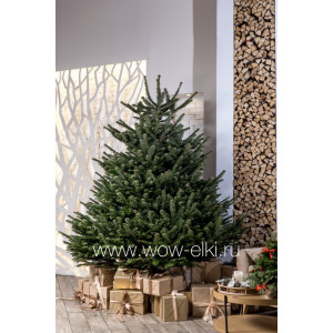 Датская елка срезанная. Пихта Нордмана (Abies Normandianna) 3,50 м — 4,00 м Датская елка срезанная. Пихта Нордмана (Abies Normandianna) 3,50 м — 4,00 м
