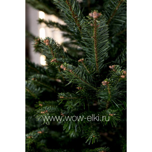 Датская елка срезанная. Пихта Нордмана (Abies Normandianna) Датская елка срезанная. Пихта Нордмана (Abies Normandianna)