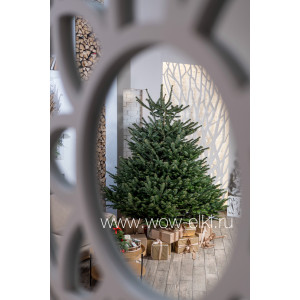 Датская елка (Пихта Нордмана) в горшке или в кадке