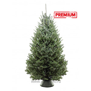 Пихта Фразера (срезанная) (Abies Fraserii) 2,0 - 2,25 м