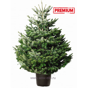 Датская елка (Пихта Нордмана) в горшке или в кадке 1,50 м – 1,75 м