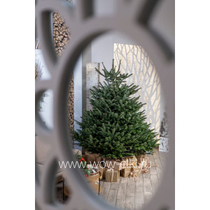 Датская елка (Пихта Нордмана) в горшке или в кадке 2,25 м – 2,50 м