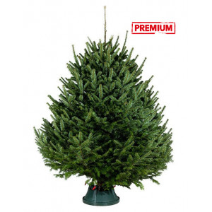 Датская елка срезанная. Пихта Нордмана (Abies Normandianna) 2,00 м — 2,25 м Датская елка срезанная. Пихта Нордмана (Abies Normandianna) 2,00 м — 2,25 м