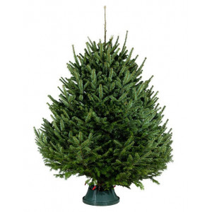 Датская елка срезанная. Пихта Нордмана (Abies Normandianna) 2,00 м — 2,25 м