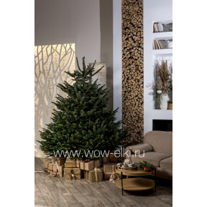 Датская елка срезанная. Пихта Нордмана (Abies Normandianna) 2,00 м — 2,25 м Датская елка срезанная. Пихта Нордмана (Abies Normandianna) 2,00 м — 2,25 м