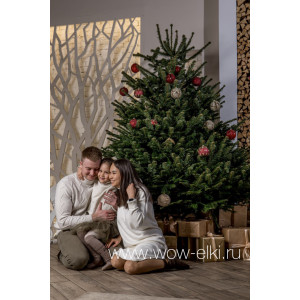 Датская елка срезанная. Пихта Нордмана (Abies Normandianna) 2,25 м — 2,50 м Датская елка срезанная. Пихта Нордмана (Abies Normandianna) 2,25 м — 2,50 м