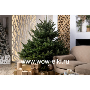Датская елка срезанная. Пихта Нордмана (Abies Normandianna) 2,25 м — 2,50 м