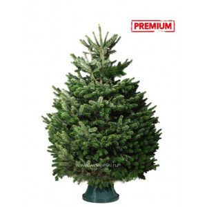 Датская елка срезанная. Пихта Нордмана (Abies Normandianna) 5,00 м — 5,50 м Датская елка срезанная. Пихта Нордмана (Abies Normandianna) 5,00 м — 5,50 м