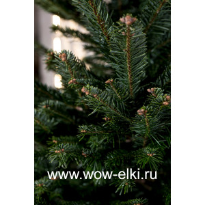 Датская елка срезанная. Пихта Нордмана (Abies Normandianna) 5,50 м — 6,00 м
