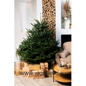 Датская елка срезанная. Пихта Нордмана (Abies Normandianna) 5,50 м — 6,00 м