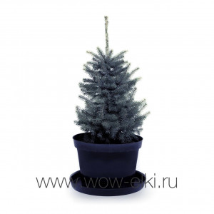 Живая голубая ель Глаука "Glauca" в горшке 1,00 м - 1,25 м