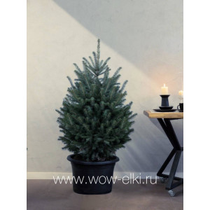 Живая голубая ель Глаука "Glauca" в горшке 1,50 м - 1,75 м Живая голубая ель Глаука "Glauca" в горшке 1,50 м - 1,75 м