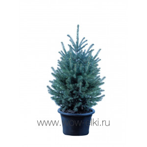 Живая голубая ель Глаука "Glauca" в горшке 1,75 м - 2,00 м