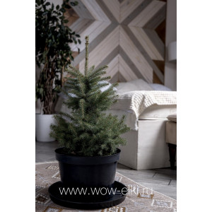 Живая голубая ель Глаука "Glauca" в горшке 2,25 м - 2,50 м Живая голубая ель Глаука "Glauca" в горшке 2,25 м - 2,50 м
