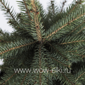 Живая голубая ель Глаука "Glauca" в горшке 2,25 м - 2,50 м Живая голубая ель Глаука "Glauca" в горшке 2,25 м - 2,50 м