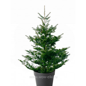 Пихта корейская (Abies koreana) 1,75 м – 2,00 м