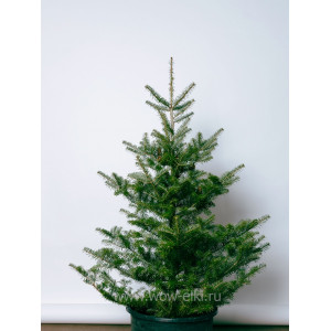 Пихта корейская (Abies koreana) 2,00 м – 2,25 м