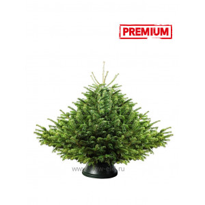 Датская елка срезанная. Пихта Нордмана (Abies Normandianna) 1,00 м — 1,25 м