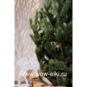 Сосна Новогодняя живая от 1,00 м до 1,25 м 