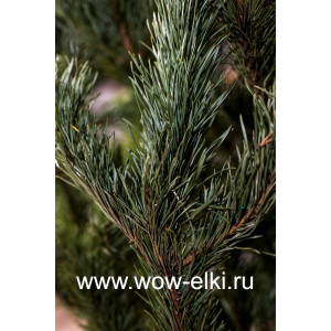 Сосна Новогодняя живая от 2,5 м до 3 м