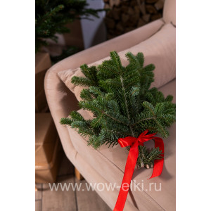 Лапник (букет из веток) Пихты Нордманна Лапник (букет из веток) Пихты Нордманна
