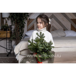 Лапник (букет из веток) Пихты Нордманна Лапник (букет из веток) Пихты Нордманна