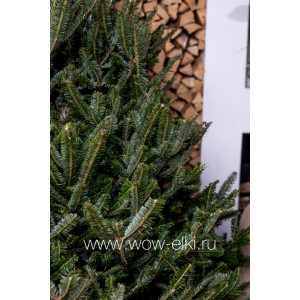 Пихта Фразера в горшке (Abies Fraserii) 1,5 - 1,75 м Пихта Фразера в горшке (Abies Fraserii) 1,5 - 1,75 м