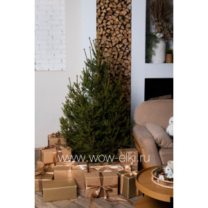 Русская ель срезанная  1,00 м – 1,25 м