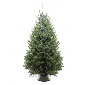 Пихта Фразера (срезанная) (Abies Fraserii) 2,75 - 3,00 м 