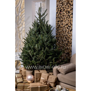 Пихта Фразера (срезанная) (Abies Fraserii) 2,75 - 3,00 м 