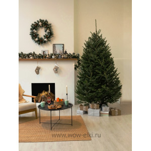 Пихта Фразера (срезанная) (Abies Fraserii) 2,75 - 3,00 м 