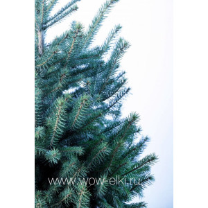 Живая голубая ель Глаука "Glauca" в горшке 2,50 м - 3,00 м Живая голубая ель Глаука "Glauca" в горшке 2,50 м - 3,00 м