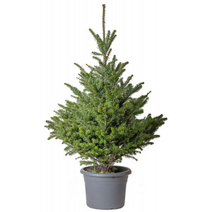 Пихта корейская в горшке (Abies koreana) 1,25 м – 1,50 м