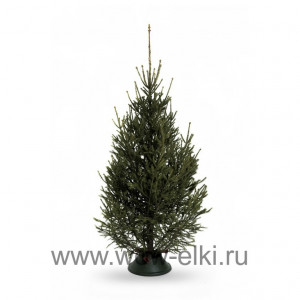 Русская ель срезанная от 3 до 3.5 м