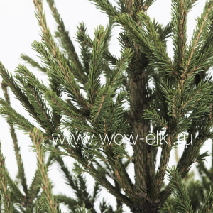 Русская ель срезанная от 3 до 3.5 м