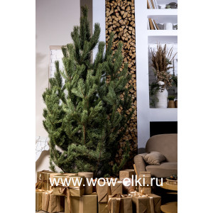 Сосна Новогодняя живая от  1,25 м до 1,50 м