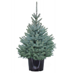 Живая голубая ель Фат Альберт в горшке "Fat Albert" 1,25 м. - 1,50 м