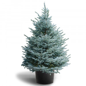     Живая голубая ель в горшке Фат Альберт "Fat Albert" 2,75 м. - 3,00 м