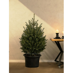 Ель зеленая в горшке 0,80 м – 1,00 м