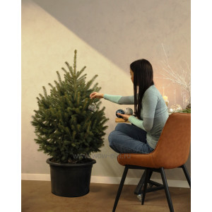 Ель зеленая в горшке 0,80 м – 1,00 м