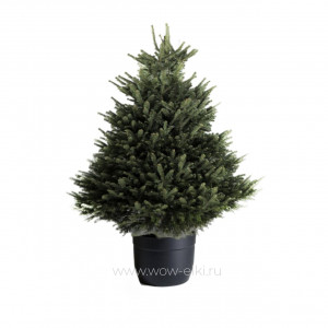 Пихта Кавказская в горшке 1,25 м – 1,50 м