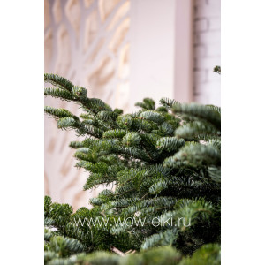  Пихта Кавказская в горшке 1,75 м – 2,00 м