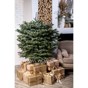 Пихта Кавказская срезанная 1,00 м – 1,25 м Пихта Кавказская срезанная 1,00 м – 1,25 м