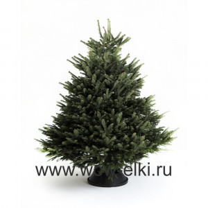  Пихта Кавказская срезанная 1,75 м – 2,00 м 