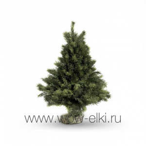 Мини-ёлка из живой алтайской пихты