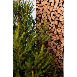 Русская ель срезанная  11,00 м – 12,00 м