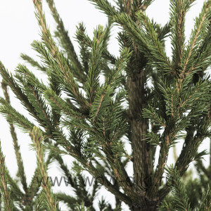 Русская ель срезанная  11,00 м – 12,00 м