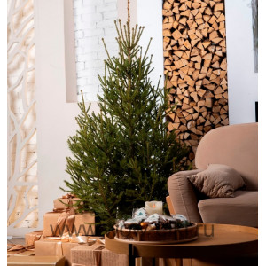 Живая русская ель в горшке 2,50 - 3,00 м Живая русская ель в горшке 2,50 - 3,00 м
