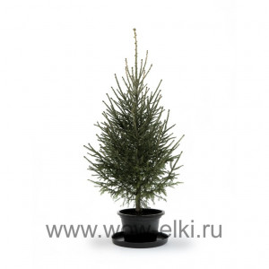 Живая русская ель в горшке 3,00 - 3,50 м